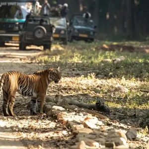 Explore Golden Triangle with Ranthambore and Jim Corbett National Park for 12 days with GoBook India Tours and discover unforgettable experiences - Photo 11