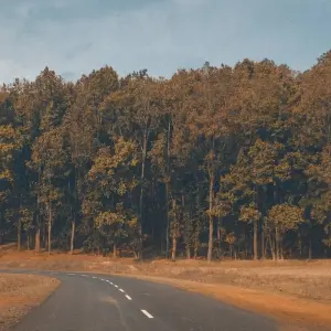 Explore Bandhavgarh Jungle Safari Tour Package for 3 days with GoBook India Tours and discover unforgettable experiences - Photo 3