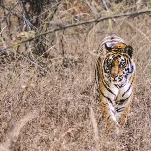 Explore Bandhavgarh Jungle Safari Tour Package for 3 days with GoBook India Tours and discover unforgettable experiences - Photo 5