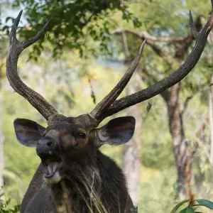 Explore Khajuraho Panna Tour Package for 4 days with GoBook India Tours and discover unforgettable experiences - Photo 5