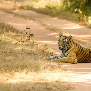 Explore Khajuraho Panna Tour Package for 4 days with GoBook India Tours and discover unforgettable experiences - Photo 6