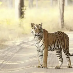 Explore Bandhavgarh Jungle Safari Tour Package for 3 days with GoBook India Tours and discover unforgettable experiences - Photo 7