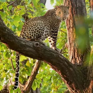 Explore India Tiger Safari Tour with Khajuraho for 9 days with GoBook India Tours and discover unforgettable experiences - Photo 6