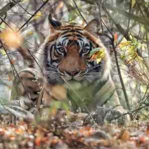 Explore India Tiger Safari Tour with Khajuraho for 9 days with GoBook India Tours and discover unforgettable experiences - Photo 7