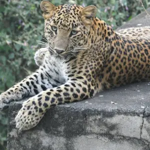 Explore Luxury Golden Triangle with Leopard Safari and Taj Mahal Sunrise Tour for 7 days with GoBook India Tours and discover unforgettable experiences - Photo 7