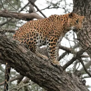 Explore Luxury Golden Triangle with Leopard Safari and Taj Mahal Sunrise Tour for 7 days with GoBook India Tours and discover unforgettable experiences - Photo 8