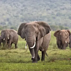 Explore 11-Day Rwanda Gorillas, Kenya, And Maasai Mara Adventure. for 11 days with Golden Rwanda Safaris Ltd and discover unforgettable experiences - Photo 3