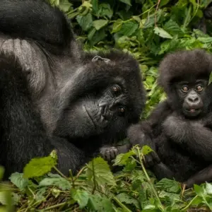 Explore 4-Day Gorilla Trekking & Golden Monkeys for 4 days with Golden Rwanda Safaris Ltd and discover unforgettable experiences - Photo 2