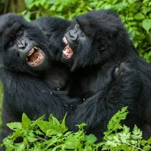 Explore 8-Day Rwanda’s Nyungwe, Lake Kivu & Gorillas for 8 days with Golden Rwanda Safaris Ltd and discover unforgettable experiences - Photo 2