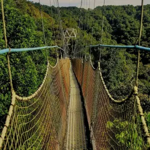 Explore 8-Day Rwanda’s Nyungwe, Lake Kivu & Gorillas for 8 days with Golden Rwanda Safaris Ltd and discover unforgettable experiences - Photo 3