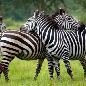 Explore 3-Day Combined Nyungwe and Akagera National Park for 3 days with Golden Rwanda Safaris Ltd and discover unforgettable experiences - Photo 2