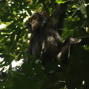 Explore 6-Day Gorilla And Chimp Trekking In Rwanda for 6 days with Golden Rwanda Safaris Ltd and discover unforgettable experiences - Photo 2