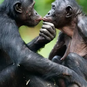 Explore 8-Day Rwanda’s Nyungwe, Lake Kivu & Gorillas for 8 days with Golden Rwanda Safaris Ltd and discover unforgettable experiences - Photo 4