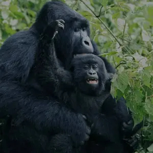 Explore 6-Day Gorilla And Chimp Trekking In Rwanda for 6 days with Golden Rwanda Safaris Ltd and discover unforgettable experiences - Photo 3