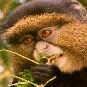 Explore 3-Day Rwanda Gorilla and Golden Monkeys for 3 days with Golden Rwanda Safaris Ltd and discover unforgettable experiences - Photo 3