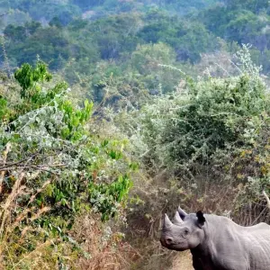 Explore 3-Day Combined Nyungwe and Akagera National Park for 3 days with Golden Rwanda Safaris Ltd and discover unforgettable experiences - Photo 3