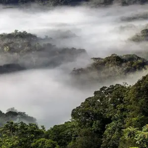 Explore 12-Day Rwanda Safari & Beyond (Volcano National Park, Nyungwe Forest National Park, Akagera National Park) for 12 days with Golden Rwanda Safaris Ltd and discover unforgettable experiences - Photo 3