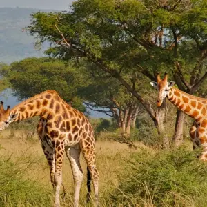 Explore 3-Day Combined Nyungwe and Akagera National Park for 3 days with Golden Rwanda Safaris Ltd and discover unforgettable experiences - Photo 4