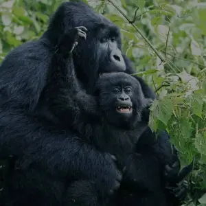 Explore 4-Day Gorilla Trekking & Golden Monkeys for 4 days with Golden Rwanda Safaris Ltd and discover unforgettable experiences - Photo 6