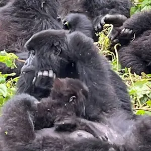 Explore 6-Day Gorilla And Chimp Trekking In Rwanda for 6 days with Golden Rwanda Safaris Ltd and discover unforgettable experiences - Photo 4