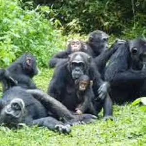 Explore 8-Day Rwanda’s Nyungwe, Lake Kivu & Gorillas for 8 days with Golden Rwanda Safaris Ltd and discover unforgettable experiences - Photo 6
