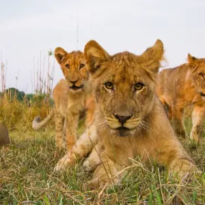 Explore 3-Day Trip To Akagera National Park for 3 days with Golden Rwanda Safaris Ltd and discover unforgettable experiences - Photo 5