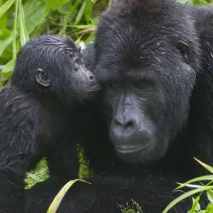 Explore 5-Day / 4 Nights Remarkable Rwanda Tour for 5 days with Golden Rwanda Safaris Ltd and discover unforgettable experiences - Photo 5