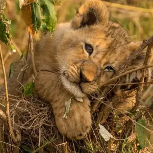 Explore 3-Day Combined Nyungwe and Akagera National Park for 3 days with Golden Rwanda Safaris Ltd and discover unforgettable experiences - Photo 5