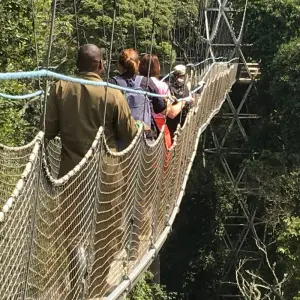 Explore 12-Day Rwanda Safari & Beyond (Volcano National Park, Nyungwe Forest National Park, Akagera National Park) for 12 days with Golden Rwanda Safaris Ltd and discover unforgettable experiences - Photo 5