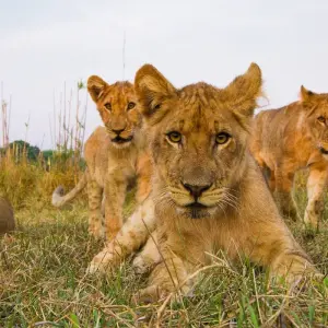 Explore 3-Day Combined Nyungwe and Akagera National Park for 3 days with Golden Rwanda Safaris Ltd and discover unforgettable experiences - Photo 6