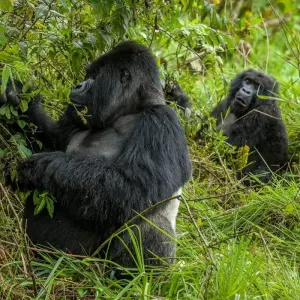 Explore 3-Day Rwanda Gorilla and Golden Monkeys for 3 days with Golden Rwanda Safaris Ltd and discover unforgettable experiences - Photo 6