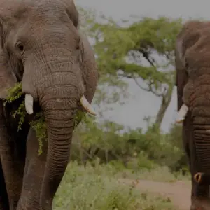 Explore 3-Day Combined Nyungwe and Akagera National Park for 3 days with Golden Rwanda Safaris Ltd and discover unforgettable experiences - Photo 6