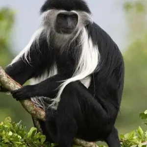 Explore 3-Day Combined Nyungwe and Akagera National Park for 3 days with Golden Rwanda Safaris Ltd and discover unforgettable experiences - Photo 7