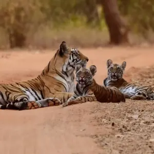 Explore Golden Triangle with Ranthambore Jaipur Delhi ( Taj Mahal ) for 8 days with Golden Taj Tours and discover unforgettable experiences - Photo 6