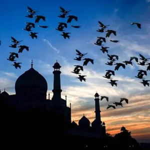 Explore 10 Days 9 Nights Golden Triangle Tour with Shimla for 10 days with Golden Taj Tours and discover unforgettable experiences - Photo 8
