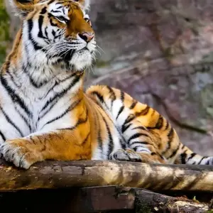 Explore Private 4-Days Tiger Safari & Taj Mahal Tour from Delhi for 4 days with Golden Triangle Tours Of India and discover unforgettable experiences - Photo 2