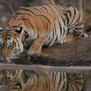 Explore Jim Corbett National Park Tiger Safari Tour from Delhi for 3 days with Golden Triangle Tours Of India and discover unforgettable experiences - Photo 2