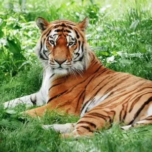 Explore Adventures Ranthambore Wildlife Safari Tour from Delhi with Safari Rides for 3 days with Golden Triangle Tours Of India and discover unforgettable experiences - Photo 4