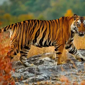 Explore Private 4-Days Tiger Safari & Taj Mahal Tour from Delhi for 4 days with Golden Triangle Tours Of India and discover unforgettable experiences - Photo 4