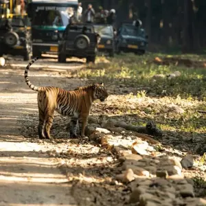 Explore Jim Corbett National Park Tiger Safari Tour from Delhi for 3 days with Golden Triangle Tours Of India and discover unforgettable experiences - Photo 5