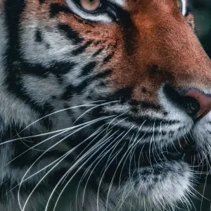 Explore Jim Corbett National Park Tiger Safari Tour from Delhi for 3 days with Golden Triangle Tours Of India and discover unforgettable experiences - Photo 6