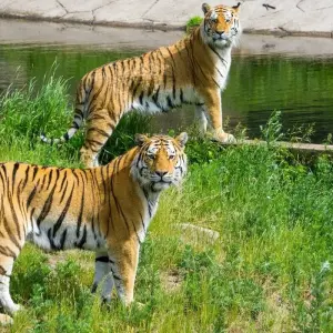 Explore Adventures Ranthambore Wildlife Safari Tour from Delhi with Safari Rides for 3 days with Golden Triangle Tours Of India and discover unforgettable experiences - Photo 7