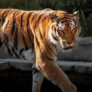 Explore Jim Corbett National Park Tiger Safari Tour from Delhi for 3 days with Golden Triangle Tours Of India and discover unforgettable experiences - Photo 7