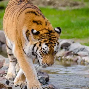 Explore Adventures Ranthambore Wildlife Safari Tour from Delhi with Safari Rides for 3 days with Golden Triangle Tours Of India and discover unforgettable experiences - Photo 8
