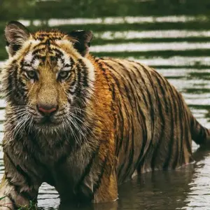 Explore Jim Corbett National Park Tiger Safari Tour from Delhi for 3 days with Golden Triangle Tours Of India and discover unforgettable experiences - Photo 8