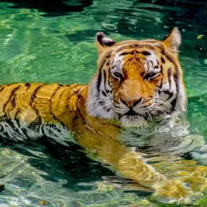 Explore Adventures Ranthambore Wildlife Safari Tour from Delhi with Safari Rides for 3 days with Golden Triangle Tours Of India and discover unforgettable experiences - Photo 9