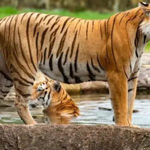 Explore Private 4-Days Tiger Safari & Taj Mahal Tour from Delhi for 4 days with Golden Triangle Tours Of India and discover unforgettable experiences - Photo 9