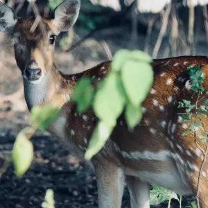 Explore Jim Corbett National Park Tiger Safari Tour from Delhi for 3 days with Golden Triangle Tours Of India and discover unforgettable experiences - Photo 9