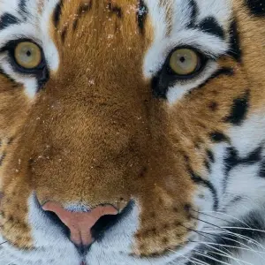 Explore Adventures Ranthambore Wildlife Safari Tour from Delhi with Safari Rides for 3 days with Golden Triangle Tours Of India and discover unforgettable experiences - Photo 10