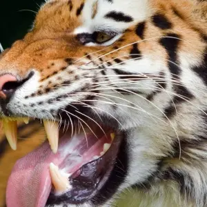 Explore Jim Corbett National Park Tiger Safari Tour from Delhi for 3 days with Golden Triangle Tours Of India and discover unforgettable experiences - Photo 10